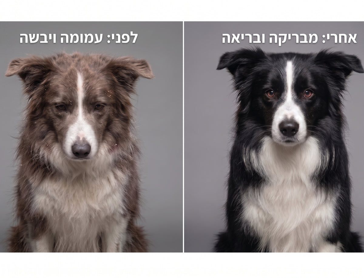 השוואת פרווה עמומה מול פרווה בוהקת ובריאה